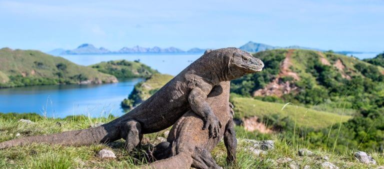 Le parc Komodo en Indonésie devenu nouvelle merveille de la Nature