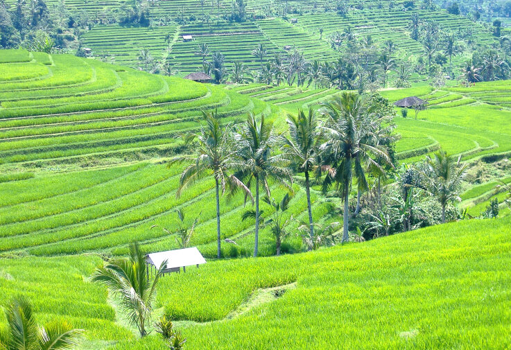 Le paysage culturel de la province de Bali, le système des subak sur la liste du patrimoine mondial