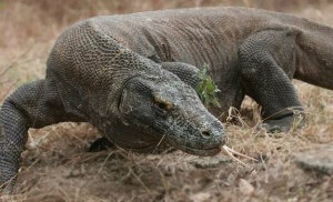 Le parc Komodo en Indonésie devenu nouvelle merveille de la Nature Le parc Komodo en Indonésie devenu nouvelle merveille de la Nature