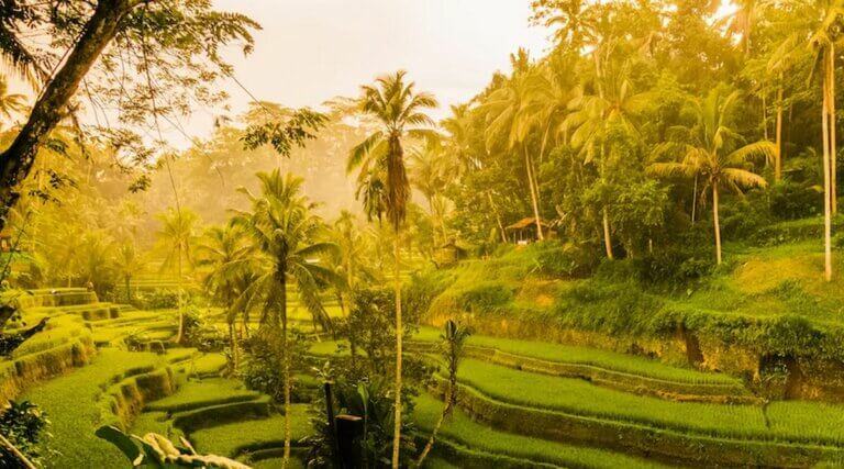 Quand partir à Ubud à Bali en Indonésie : Trouver le meilleur moment pour votre séjour