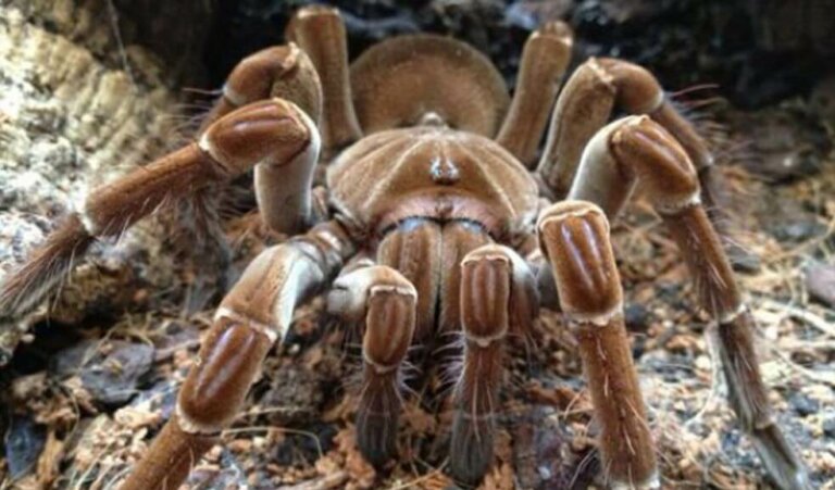 Araignées en Indonésie : caractéristiques, habitat et rôle écologique